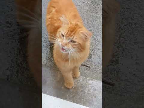 #chat ne m enerve pas ,je vais être en colère