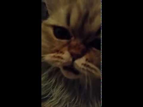 Chat persan golden miaule cat