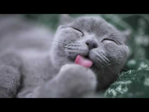 CHAT QUI MIAULE | 1 HEURE