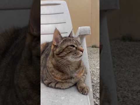 Chat qui miaule