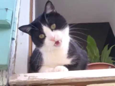 chat qui miaule