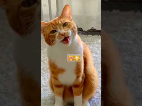 Chat qui miaule _ mignon partie 1 #chat #drole #funny