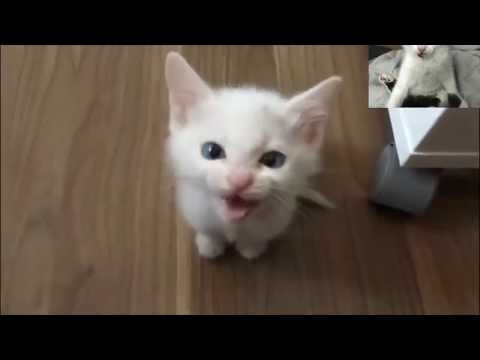 Chat Qui Miaule En Colère ! Compilation
