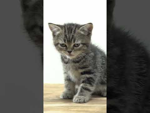 Chat qui Miaule 🐱 Abonne Toi, Like ❤️ Partage ce Miaulement le Plus Mignon – Miaulement de Chaton