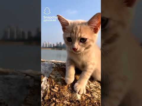 Chat qui miaule 🧡🌸
