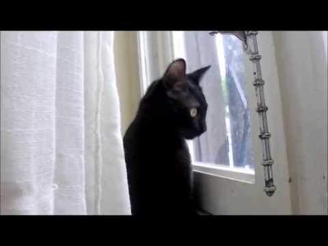 Chat qui miaule, miaule et miaule !!! / Cat meowing !!!