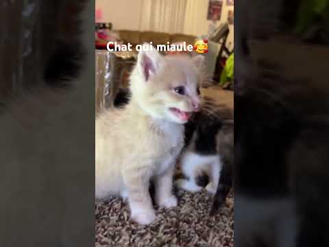 chat qui miaule trop mignon miaw🥰🥲 #chat #miaule #miaw