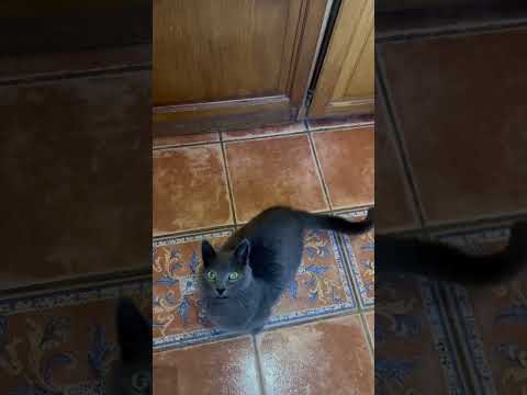 Chat qui miaule