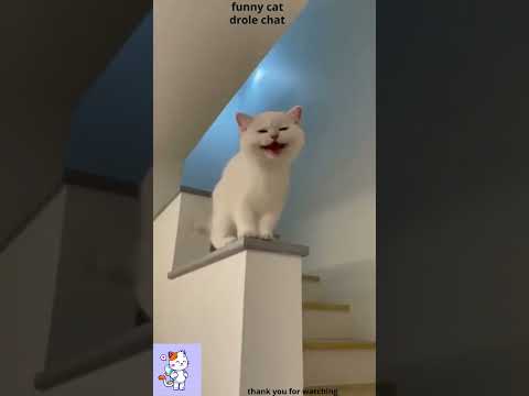 chat qui miaule=meowing cat #catsoftiktok #cats #catsoftheday #catsofyoutube #felinefrenzy #catvideo