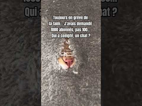 Chat-rgé d’émotion (et de colère) 😠 #viralvideo #viralshorts #shortvideo #shorts #short #cats #cat