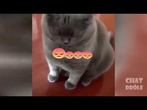 Chat très en colère 😂🤣🤣😂😂😂