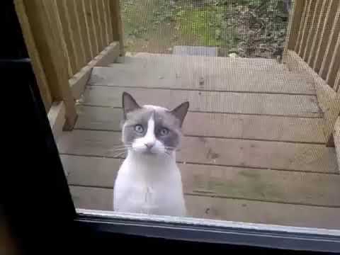 CHAT Très Très En COLÈRE !!!