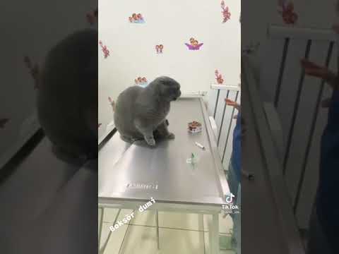 chat violent chez le vétérinaire 😱🙀⚠️