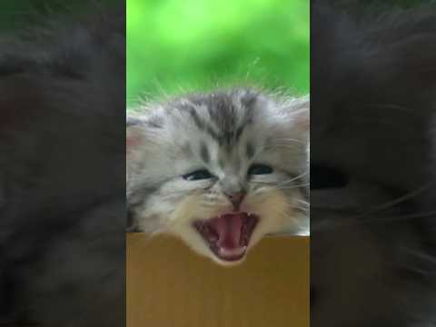 Chaton appelle sa Maman 🐱 Abonne Toi, Like ❤️ Cris de Chats qui miaulent #meow