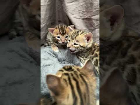 Chaton bengal qui miaule