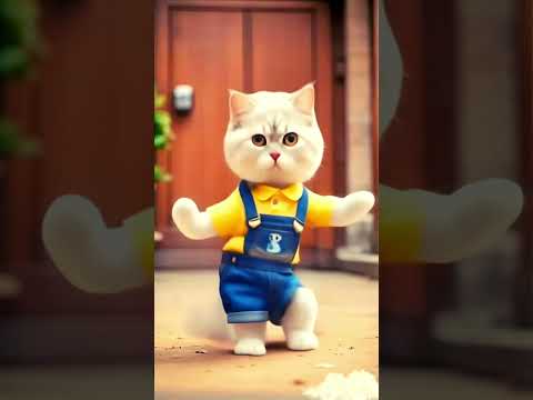 Chaton danse Chat marrant qui danse Chat adorable mignon  #chaton #chatmignon  #cat #cute #kitten