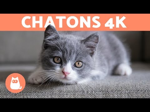CHATONS en 4K | Vidéos de Chatons en 4 K