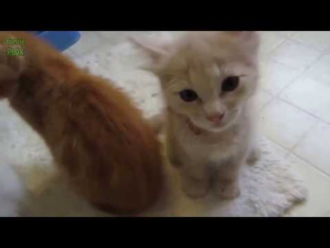 Chatons Mignons Qui Miaule COMPILATION