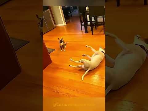Chats BATTENT les Chiens! 😂 Les Chiens ont Peur des Chats