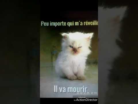 CHATS EN COLÈRE
