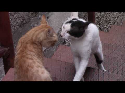 Chats en colere