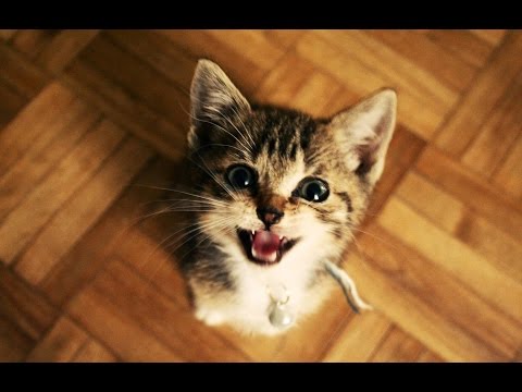 Chats Et Chatons Drôles Miauler. Compilation 2015 [Nouvelle HD]