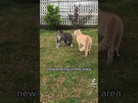 chats qui défend son territoire 🙀🔊