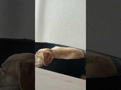 #chien #animal