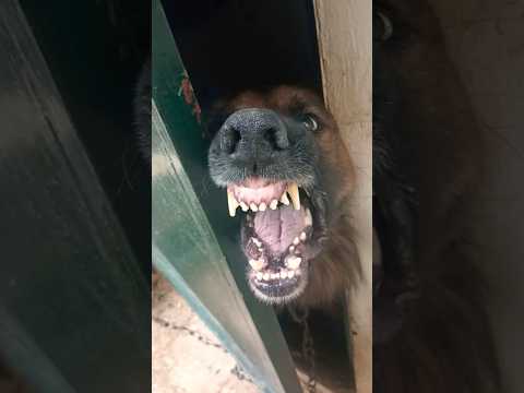 Chien berger allemand méchant qui aboie 🥶🥵 #germanshepherd #dog #2024