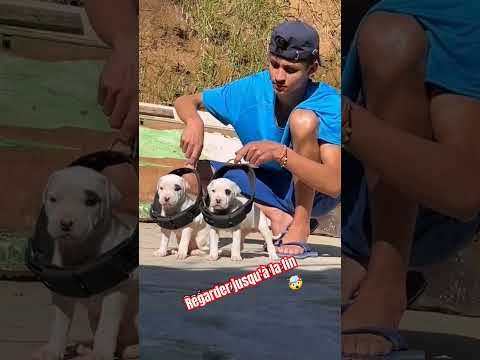 chien dangereux 🤯