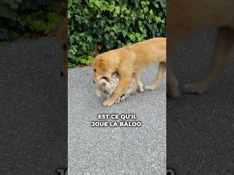 Chien et chat : jeu ou pas ?