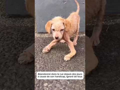 Chien handicapé sauvé dans la rue ❤️🐶