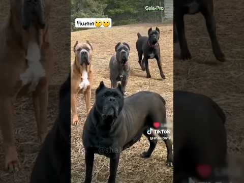 Chien méchant 🤣🤣