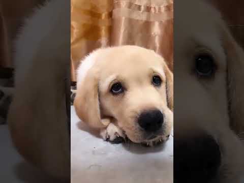 Chien mignon qui aboie | ABONNES TOI #17