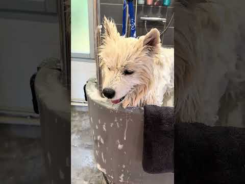 #chien #pets #grooming #puppy #toilettagecanin #humour #pomeranian #cutedog #vlog #husky