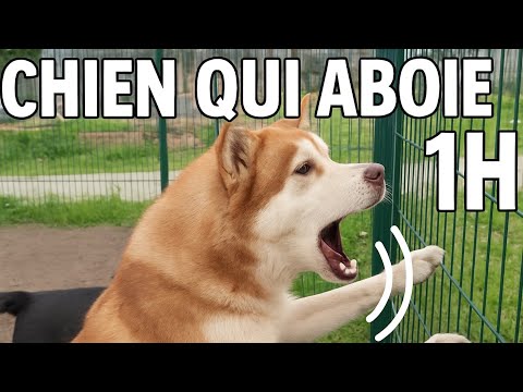 Chien qui aboie 1h