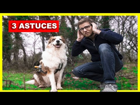 Chien qui aboie : 3 solutions pour l'empêcher d'aboyer