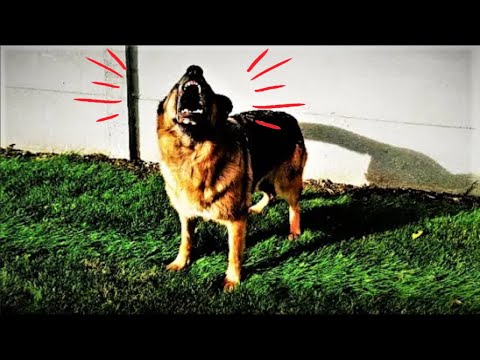 Chien Qui Aboie À L'extrême – ÉCARTEZ-VOUS !!