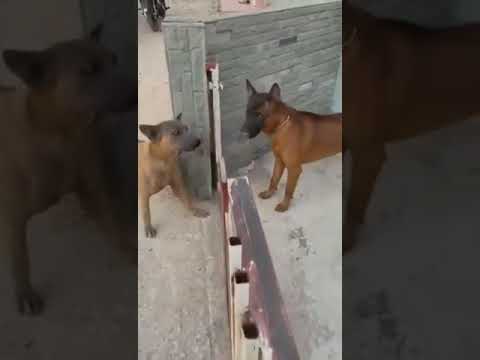 Chien qui aboie à travers barrière