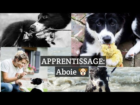 Chien qui Aboie  |Dressage canin