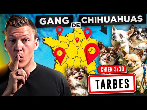 Chien qui aboie (ils n’arrêtent pas d’aboyer, comment les calmer ?)  Jour 3