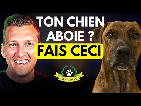 Chien qui aboie : la solution pour l'empêcher d'aboyer – EDUC DOG