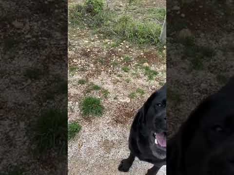 Chien qui aboie sur commande