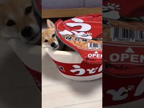 chien qui aboie tres fort, chien aboie mechant, chien agressif, chien aboiement son