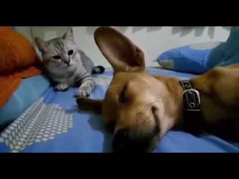 Chien qui pète = chat en colère! Mega Buzz