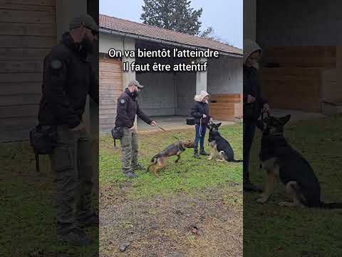 Chien réactif !