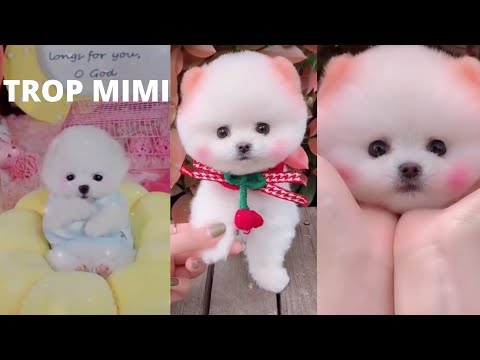 Chien trop mignon 😍 Chien trop cute 😍 tiktok chien drole  #mignon #short