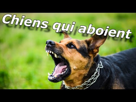 Chiens qui aboient ~ Faire une blague à votre chien et votre chat
