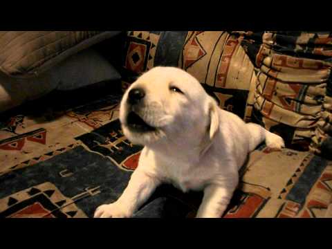 chiot qui hurle a la mort 2
