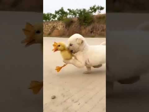 chiot trop mignon avec des autres animaux !